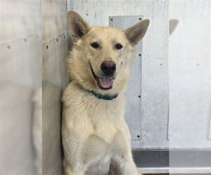 German Shepherd Dog-Unknown Mix Dogs for adoption in San Bernardino, CA, USA