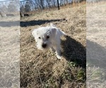 Small Photo #8 Schnauzer (Miniature) Puppy For Sale in FLAT ROCK, AL, USA