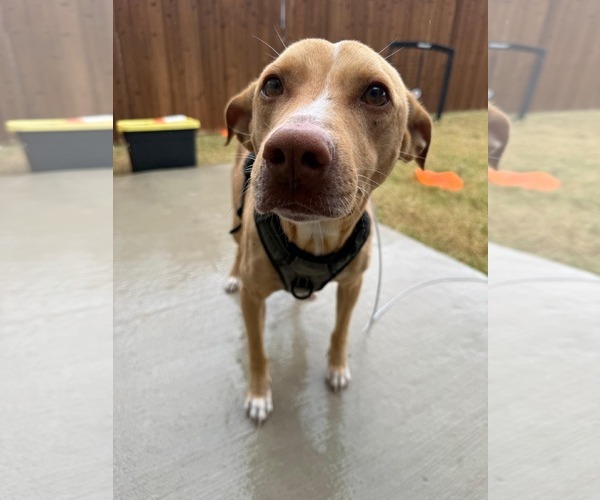 Medium Photo #5 American Pit Bull Terrier-Chihuahua Mix Puppy For Sale in McKinney, TX, USA