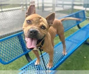 KAYDEN - Male Mutt Dog for Adoption - Photo #3