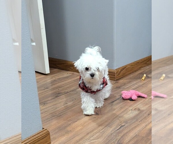 Medium Photo #1 Maltese Puppy For Sale in OCALA, FL, USA