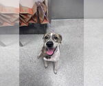 Small Pointer Mix