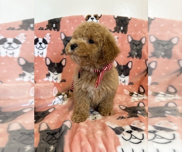 Medium Photo #13 Poodle (Toy) Puppy For Sale in SYLMAR, CA, USA