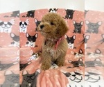Small Photo #13 Poodle (Toy) Puppy For Sale in SYLMAR, CA, USA