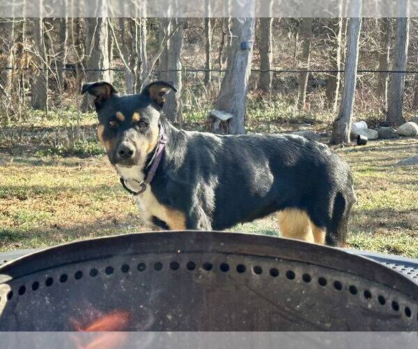 Medium Photo #17 Rottweiler-Unknown Mix Puppy For Sale in Brewster, NY, USA