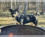 Small #16 Rottweiler Mix