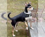 Small #3 Rat Terrier Mix
