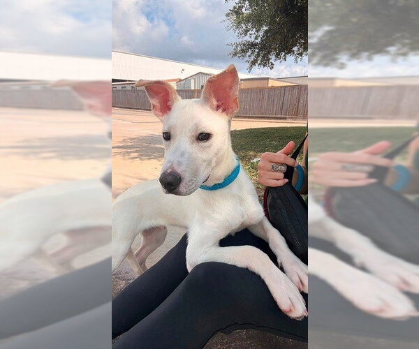 Medium Photo #2 German Shepherd Dog-Unknown Mix Puppy For Sale in Pasadena, TX, USA