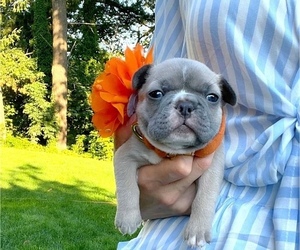 French Bulldog Puppy for sale in CARVER, OR, USA