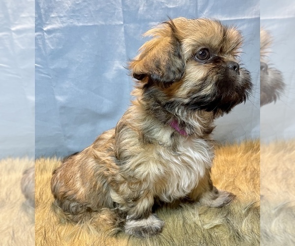 Medium Photo #3 Shih Tzu Puppy For Sale in PARSONS, KS, USA