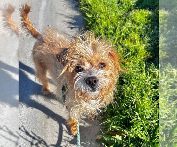 Medium Photo #2 Mutt Puppy For Sale in Salinas, CA, USA