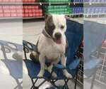 Small #10 Boxer Mix