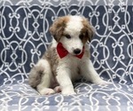 Small #7 Australian Shepherd