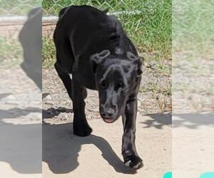 Labrador Retriever Dogs for adoption in Perry, GA, USA