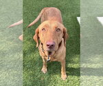 Small #6 Labrador Retriever Mix