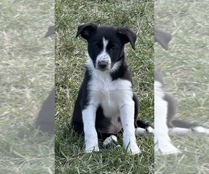 Border Collie Puppy for sale in ORLAND, CA, USA