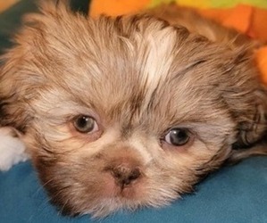 Shih Tzu Puppy for Sale in FANNING SPGS, Florida USA