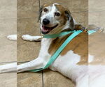 Small #7 Beagle Mix