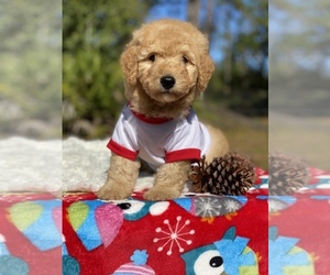 Goldendoodle Puppy for sale in FROSTPROOF, FL, USA