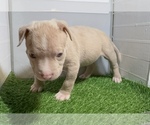 Small #2 American Bully