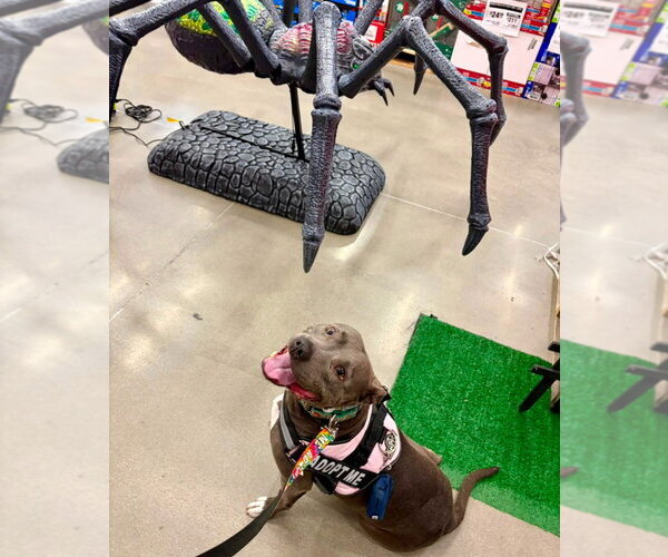 Medium Photo #43 American Staffordshire Terrier-Unknown Mix Puppy For Sale in Lake Forest, CA, USA