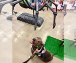 Small #42 American Staffordshire Terrier Mix