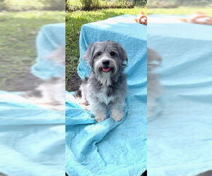 Petit Basset Griffon Vendeen Dogs for adoption in Weston, FL, USA