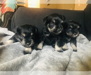 Schnauzer (Miniature) Puppy for sale in ABAC, GA, USA