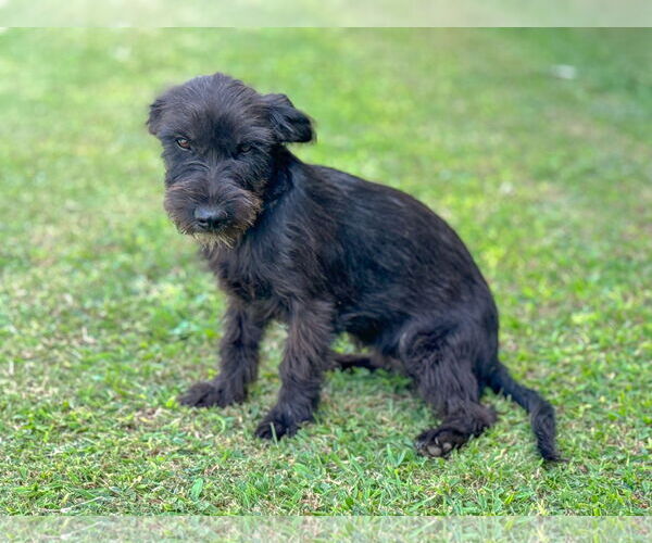 Medium Photo #2 Mutt Puppy For Sale in PIPE CREEK, TX, USA