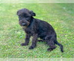 Small #1 Mutt