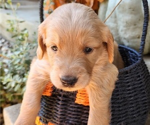 Doodle-Goldendoodle Mix Puppy for sale in WACO, TX, USA