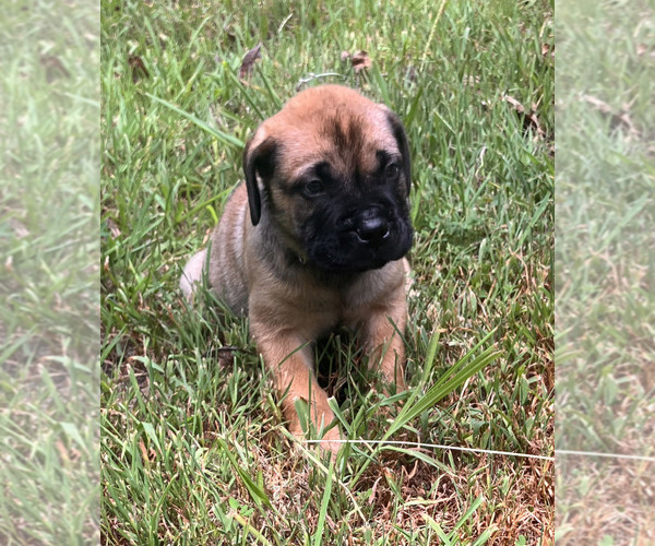 Medium Photo #2 Bullmastiff Puppy For Sale in CAMDEN, TN, USA
