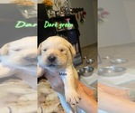 Puppy 7 Golden Labrador