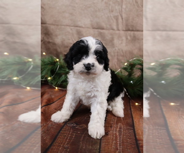 Medium Photo #3 Cavapoo (Toy) Puppy For Sale in WEST SALEM, OH, USA