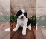 Small #2 Cavapoo (Toy)