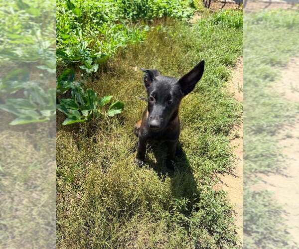 Medium Photo #11 Mutt Puppy For Sale in Imlay City, MI, USA