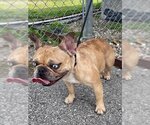 Small Photo #1 French Bulldog Puppy For Sale in Rosenberg, TX, USA
