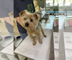 Mutt Dogs for adoption in Benton, LA, USA