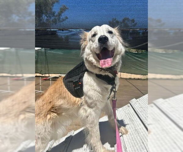 Medium Photo #8 Great Pyrenees-Unknown Mix Puppy For Sale in San Diego, CA, USA