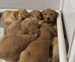 Small Goldendoodle