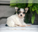 Puppy Felicity Yorkshire Terrier