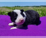 Puppy Eco Border Collie