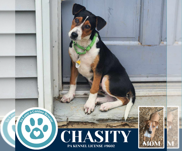 Medium Photo #6 Mutt Puppy For Sale in Kimberton, PA, USA