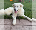 Small Great Pyrenees