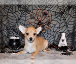 Puppy Digby Chihuahua