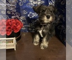 Small #1 Schnauzer (Miniature)