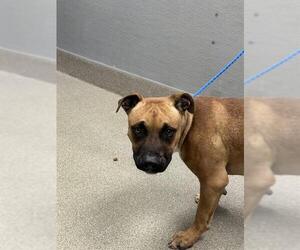 Mutt Dogs for adoption in Las Vegas, NV, USA