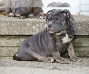 American Bully Puppy for sale in MEDINA, OH, USA