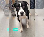 Small #1 American Pit Bull Terrier-Labrador Retriever Mix