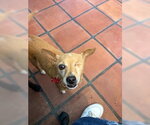 Small #4 Chihuahua